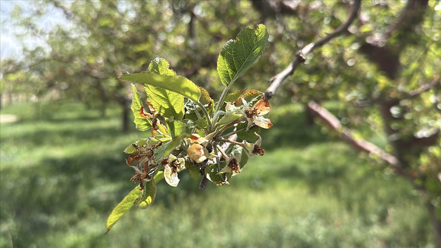 Zirai don nedeniyle üreticilere 23 milyar liralık hasar tazminatı ödendi