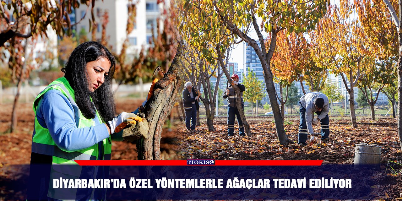 Diyarbakır’da özel yöntemlerle ağaçlar tedavi ediliyor