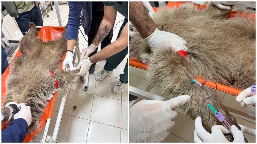 Dersim’de ayı yavrusuna ateş eden kişi balistik incelemeyle aranacak