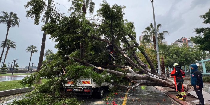 Devrilen ağaç 3 aracı ezdi