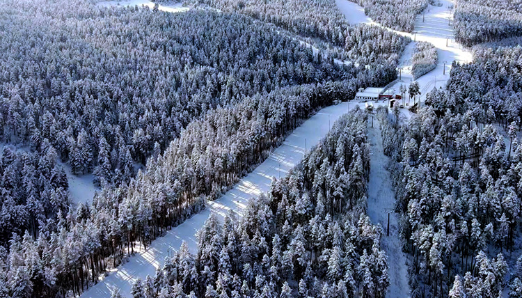 Kars’ta sarıçam ormanları karla kaplandı