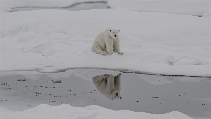 Kutup ayıları artan sıcaklıklara uyum sağlamaya başladı