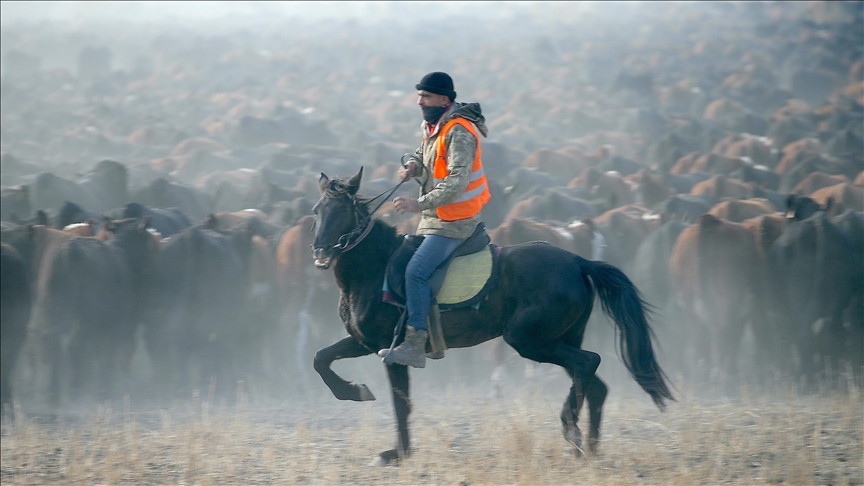 "Ağrı Dağı'nın kovboyları" yılkı atlarıyla sürüleri kontrol ediyor