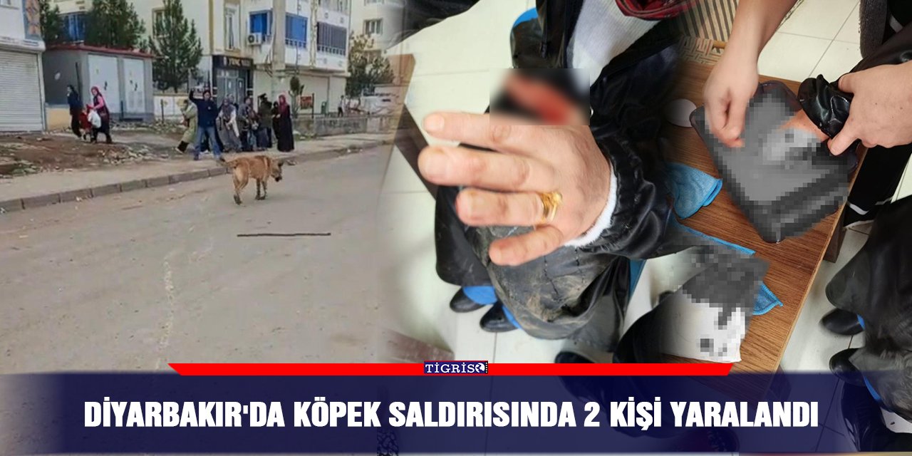 Diyarbakır'da köpek saldırısında 2 kişi yaralandı
