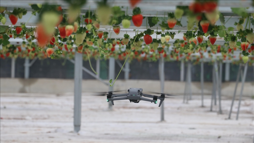 Topraksız serada üretilen çilek 7 ülkeye ihraç edildi