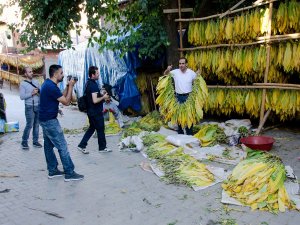 Oralarda şimdi tütün zamanı