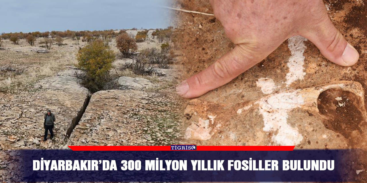 Diyarbakır’da 300 milyon yıllık fosiller bulundu