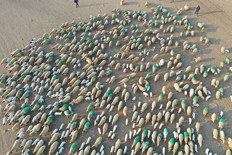 Türkiye'nin dev işletmesinde 60 bin kuzu dünyaya geldi