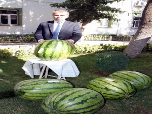 Diyarbakır’da Karpuz Festivali hazırlıkları sürüyor