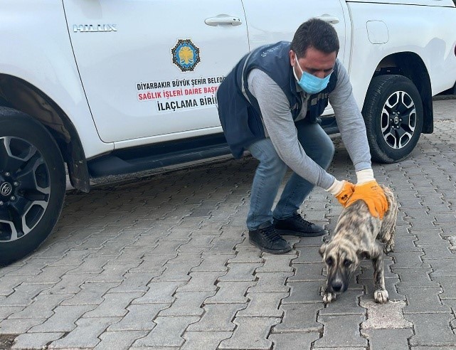 DBB Hayvan Bakımevi 2025'te 10 bini aşkın ihbara müdahale etti