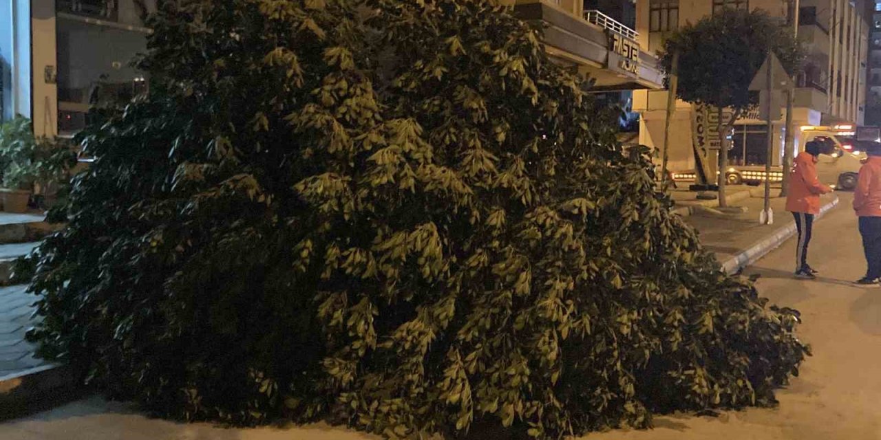 Şiddetli rüzgar ağaçları devirdi