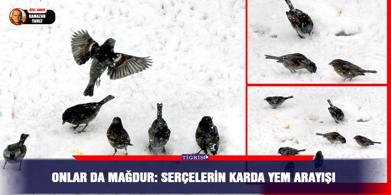 Onlar da mağdur: Serçelerin karda yem arayışı