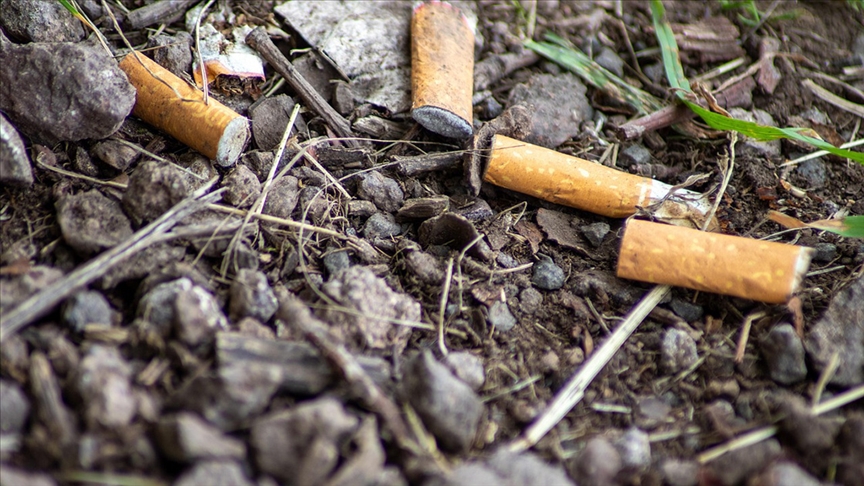 Sigara izmaritleri su, toprak ve canlılara zarar veriyor