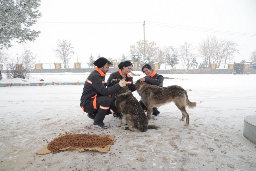 Diyarbakır'da kar yağışı nedeniyle sokak hayvanları için seferberlik