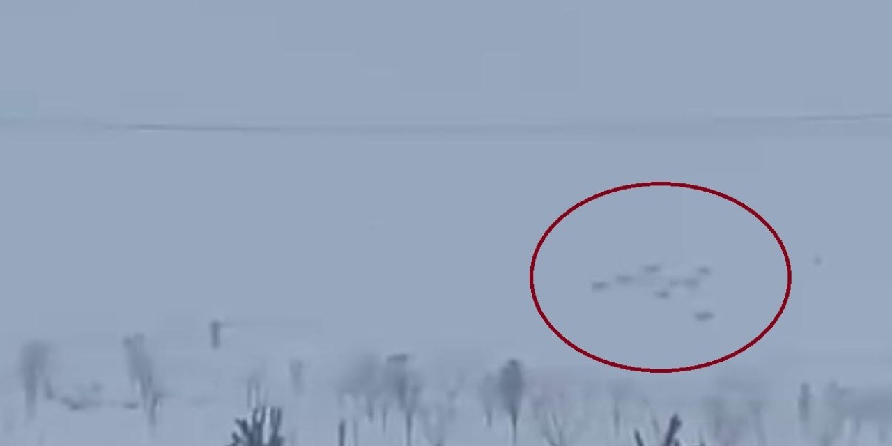 VİDEO - Diyarbakır'da kurtlar yerleşim yerine girdi