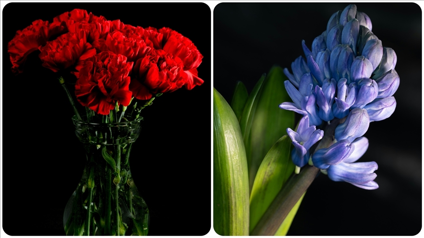 Geçen yıl en çok üretilen kesme çiçek karanfil oldu