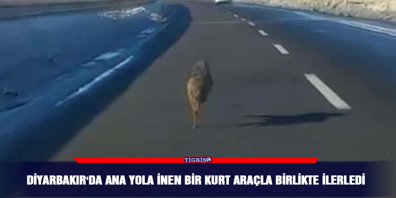 Diyarbakır'da ana yola inen bir kurt araçla birlikte ilerledi