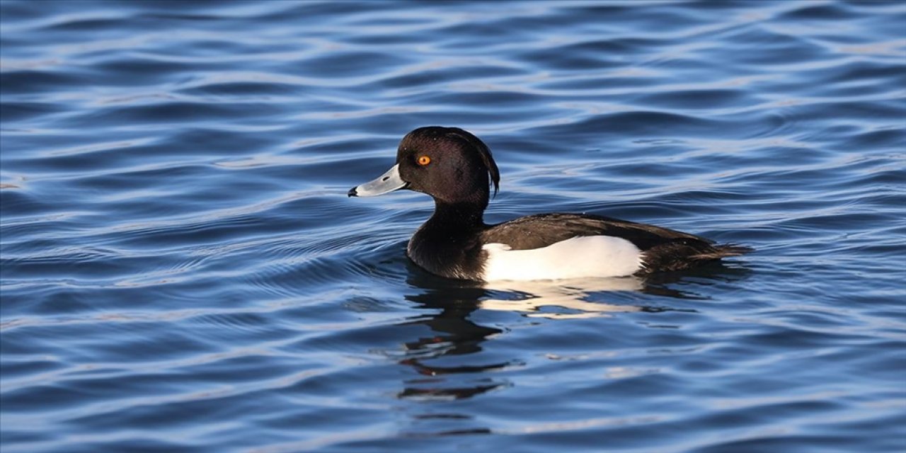 Ağrı Dağı eteklerinde üç nadir kuş türü görüntülendi