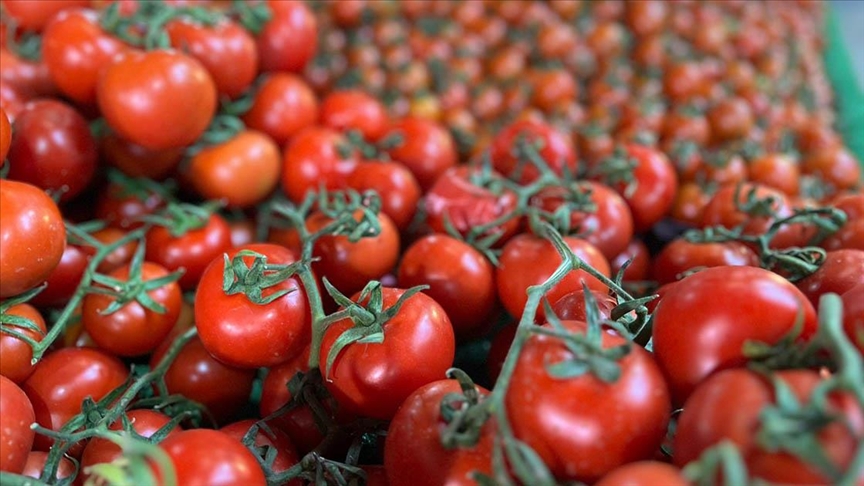 Geçen yıl 401 milyon dolarlık domates ihraç edildi