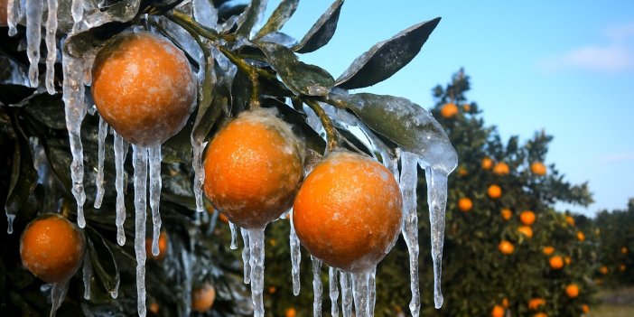 Adana için zirai don alarmı