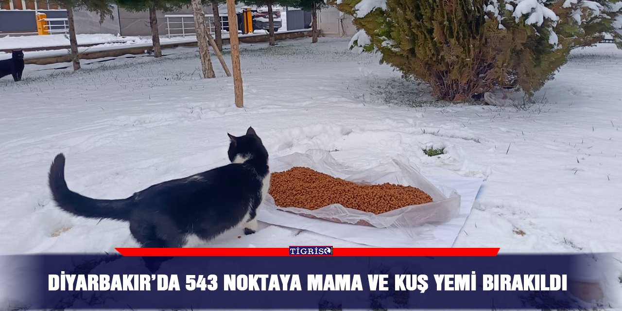Diyarbakır’da 543 noktaya mama ve kuş yemi bırakıldı