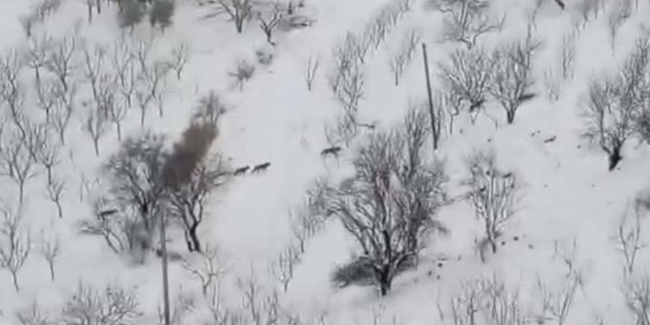 Diyarbakır'da kurt sürüsü yerleşim yerine indi