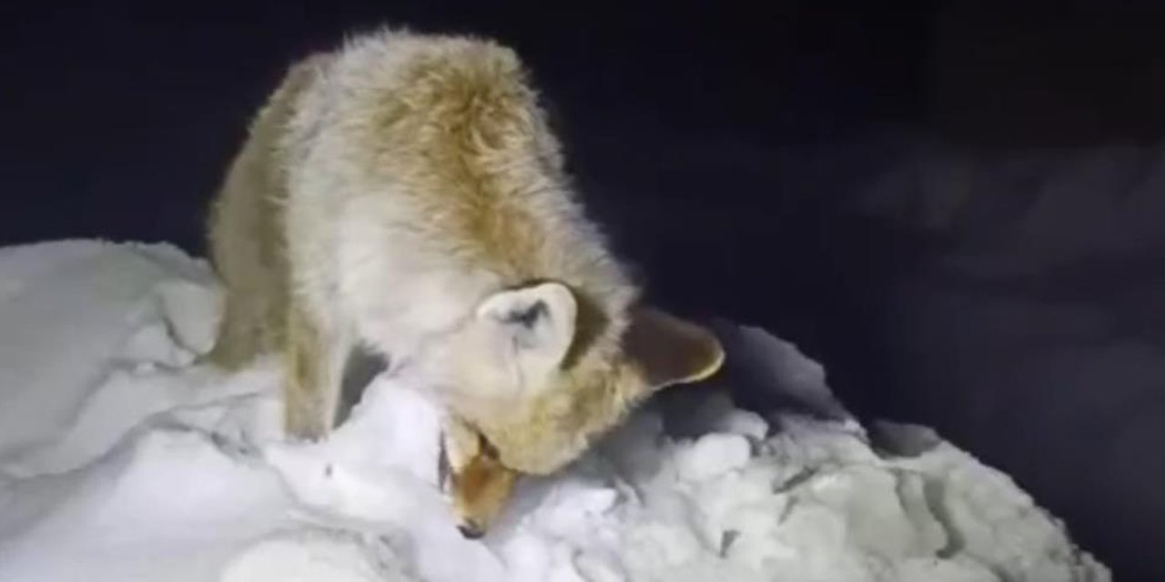 Dondurucu soğuklar yaban hayatını vurdu: Tilki ayakta dondu
