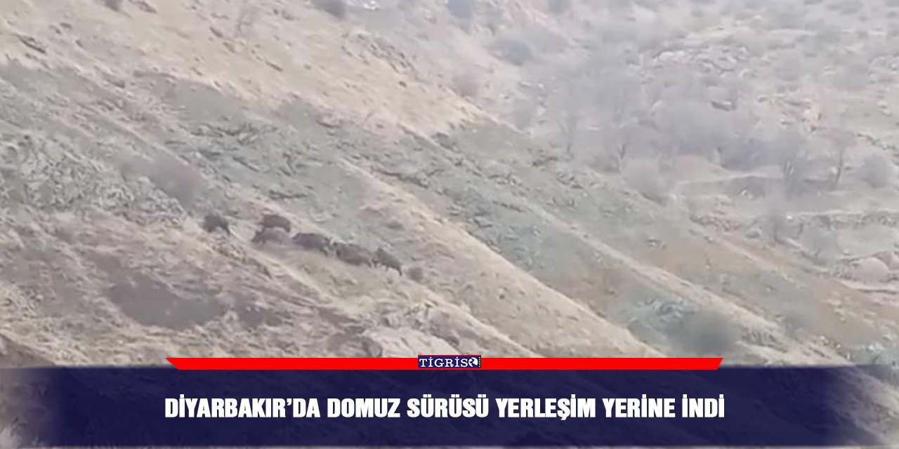 Diyarbakır’da domuz sürüsü yerleşim yerine indi