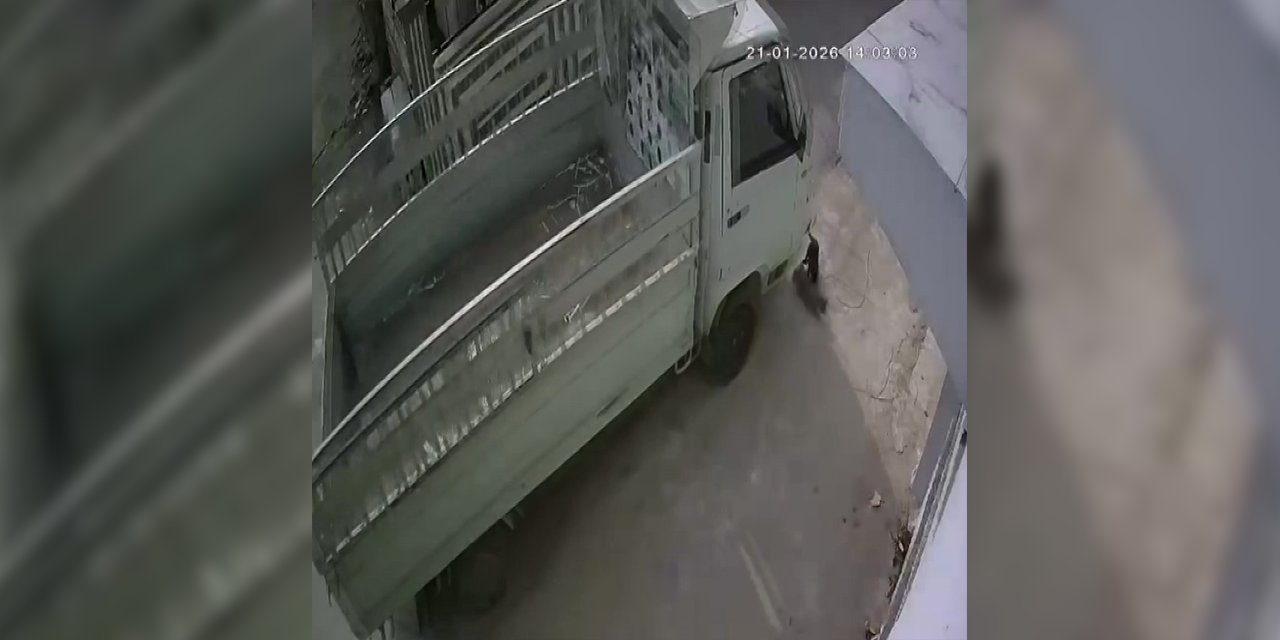 Kediye çarpan sürücüye 1 ay barınak cezası