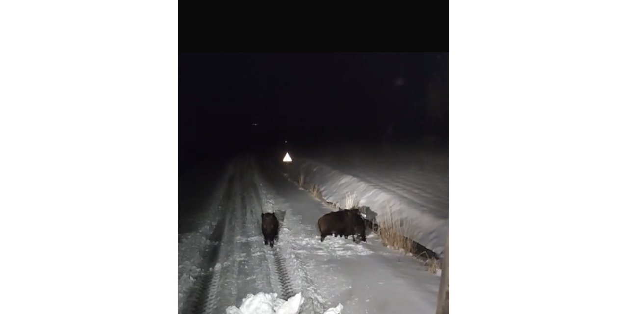 Diyarbakır’da yaban hayvanları merkeze indi