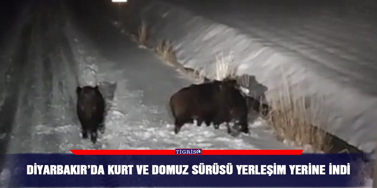 Diyarbakır’da kurt ve domuz sürüsü yerleşim yerine indi