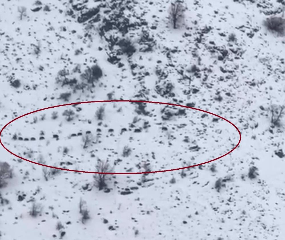 Diyarbakır'da sürü halinde gezen domuzlar görüntülendi