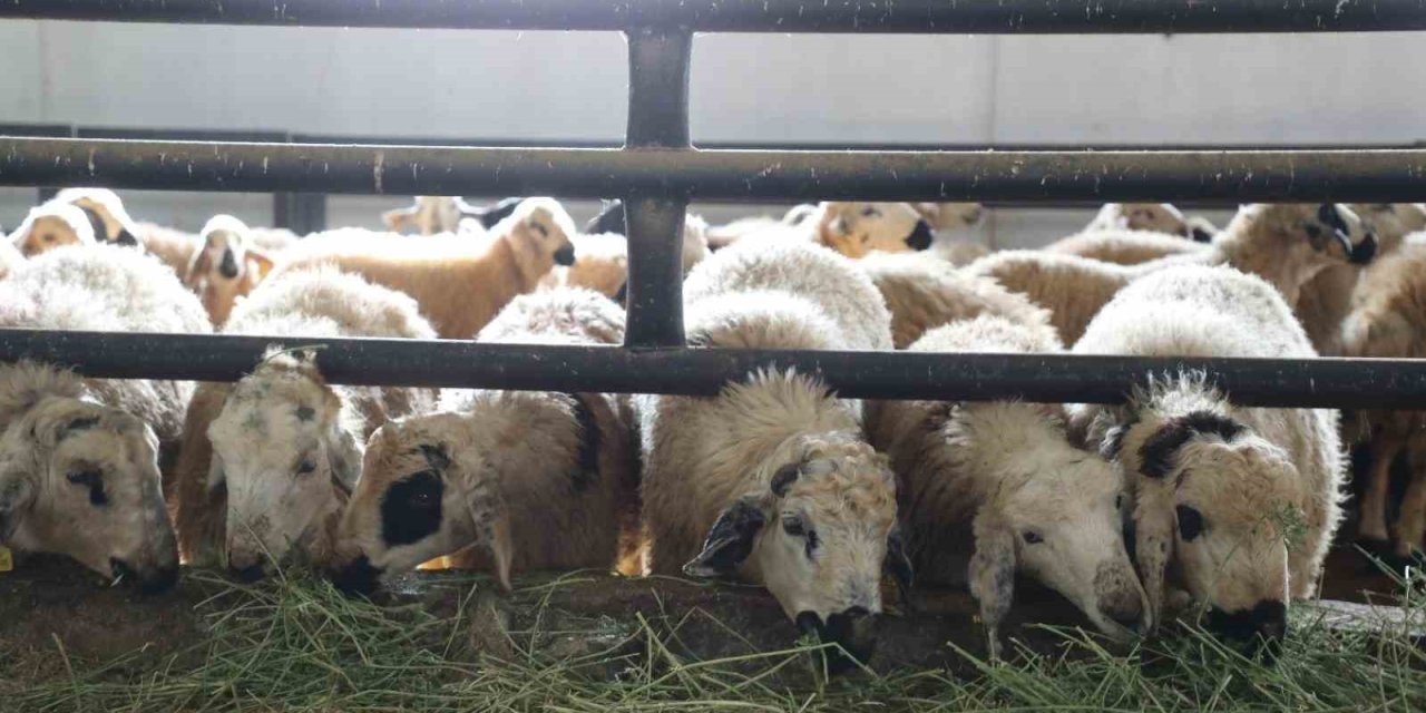 Elazığ’da 6 köy karantinaya alındı