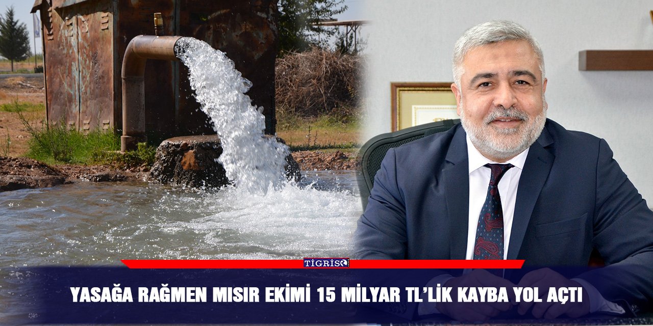Yasağa rağmen mısır ekimi 15 milyar TL’lik kayba yol açtı