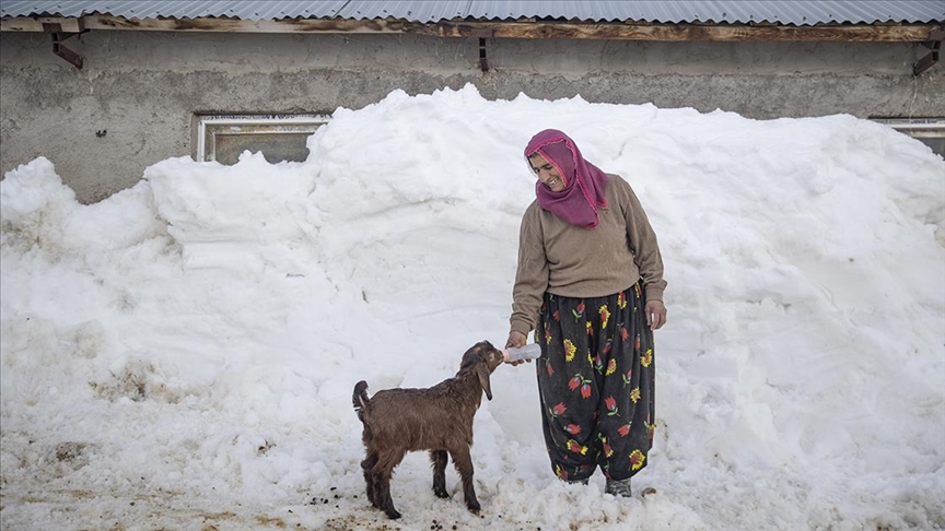 Ovacık'ta besiciler zorlu kış şartlarına göğüs geriyor
