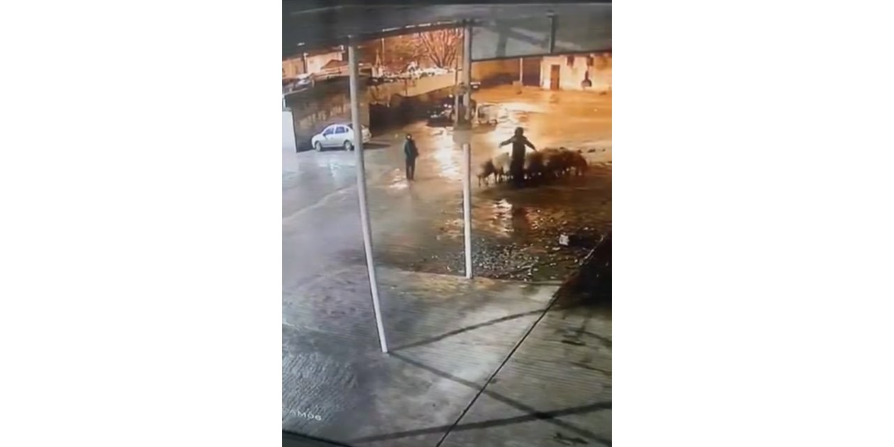 Siverek'te 19 koyun çalındı