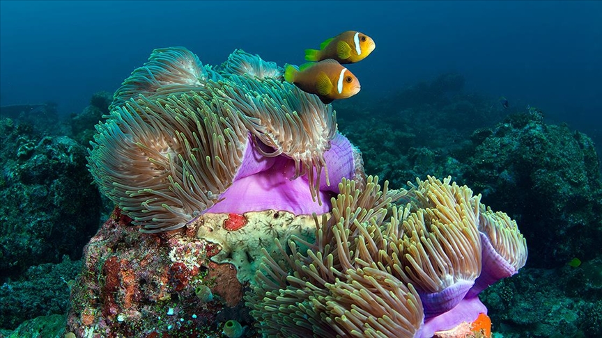 İklim değişikliği mercan resiflerini tehdit ediyor