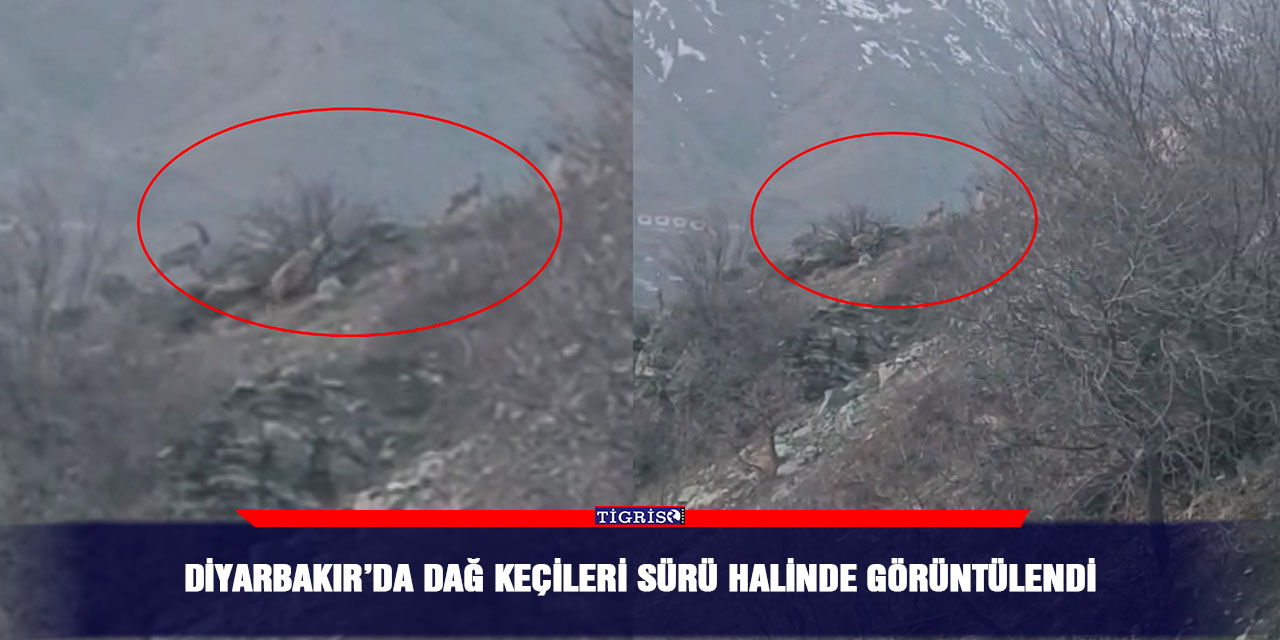 Diyarbakır’da dağ keçileri sürü halinde görüntülendi