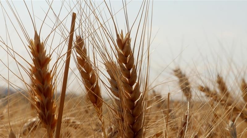 TMO, lisanslı depolardaki buğdayı günlük satışa açtı