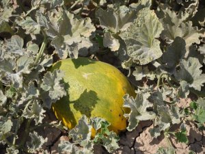 Kultik ve çekirdeği keşfedilmeyi bekliyor