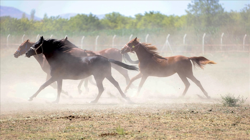 "Değeri 100 milyon lira olan yarış atları kayıp" iddiası yalanlandı