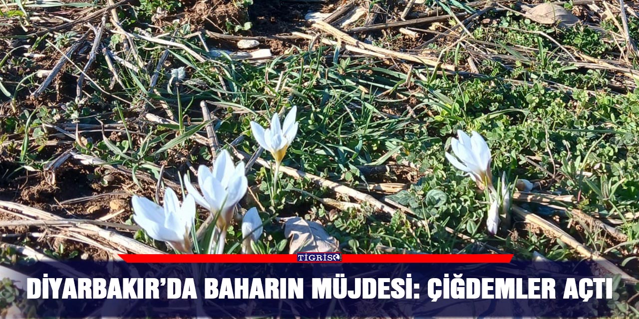 Diyarbakır’da baharın müjdesi: Çiğdemler açtı