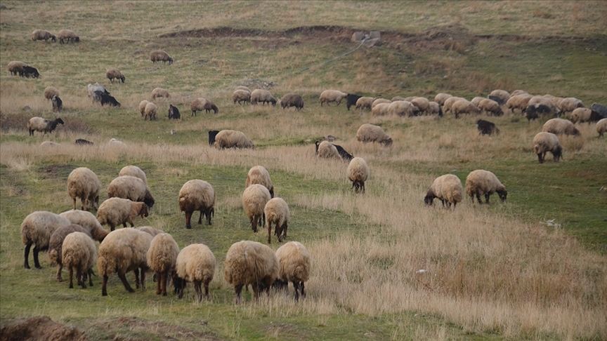 Küçükbaş hayvancılığa destek projesi yetiştiricilere "can suyu" olacak
