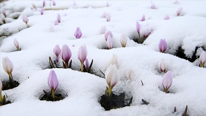 "Baharın habercisi" çiğdemler kar altında kaldı