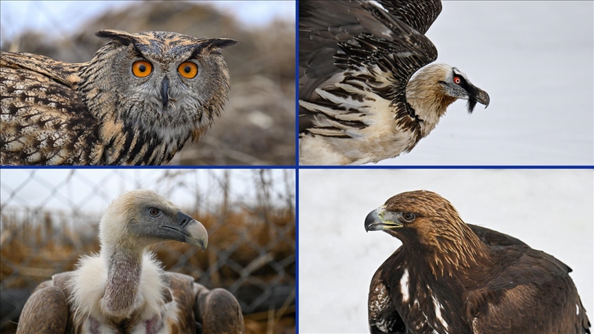 "Yaralı kanatlar" tedaviyle hayata tutunuyor