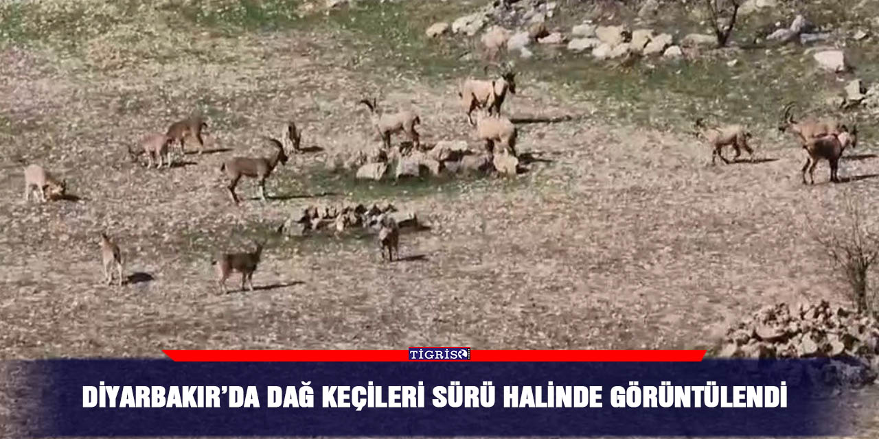Diyarbakır’da dağ keçileri sürü halinde görüntülendi