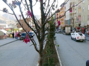 Hakkari’de meyve ağacı çiçek açtı