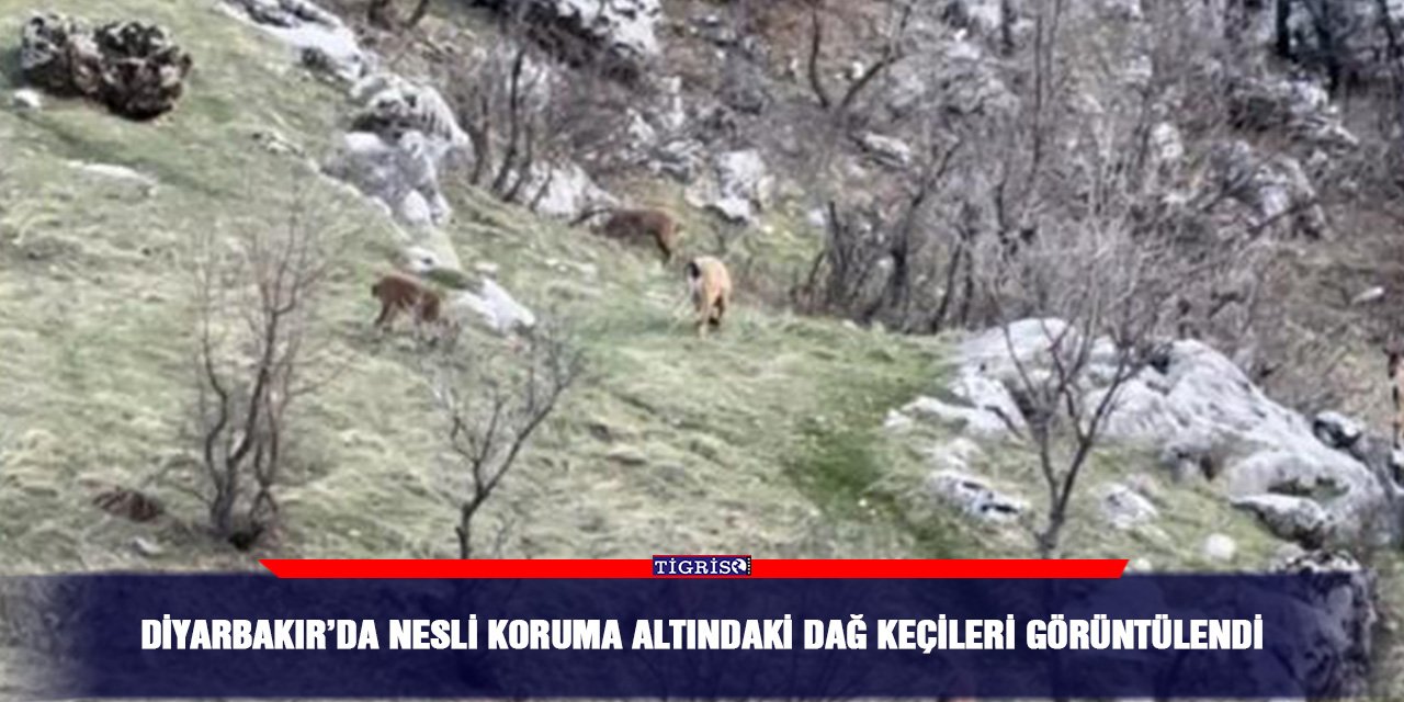 Diyarbakır’da nesli koruma altındaki dağ keçileri görüntülendi