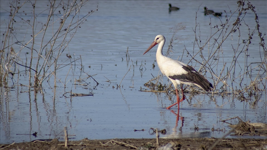 "Baharın müjdecisi" leylekler Karakaya Barajındaki yuvalarına dönmeye başladı