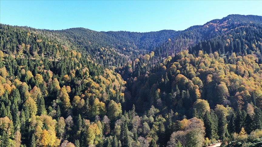 Ormanların bakımına geçen yıl 2,3 milyar lira harcandı